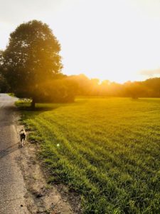 sun setting on country road